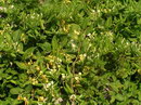 Japanese Honeysuckle